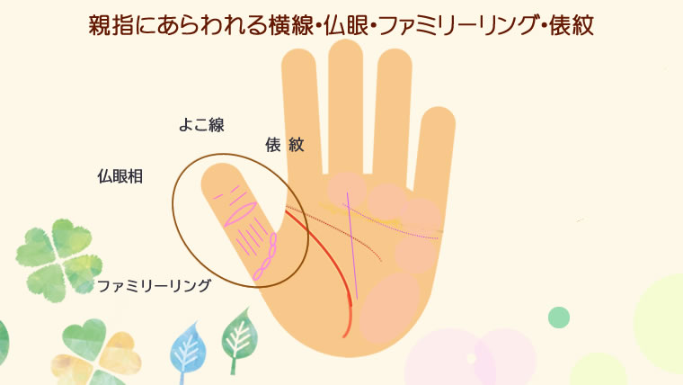 親指にあらわれる横線。仏眼。ファミリーング、俵紋の意味です。