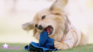 ペットの占星術で愛犬や愛猫、うさぎさんそのほかのペットの性格や飼い主さんとの相性をみることができます。